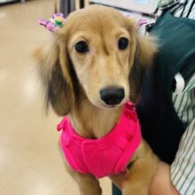 私の可愛さに気づいてないのぉ♡？カニンヘンダックスフンドちゃん！