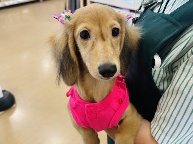 私の可愛さに気づいてないのぉ♡？カニンヘンダックスフンドちゃん！