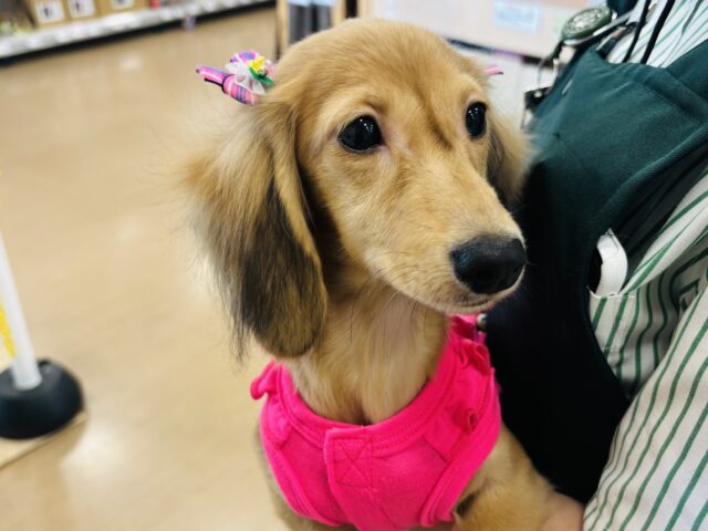 カニンヘンダックス