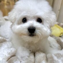 ふわふわ綿あめビションフリーゼちゃん🤍