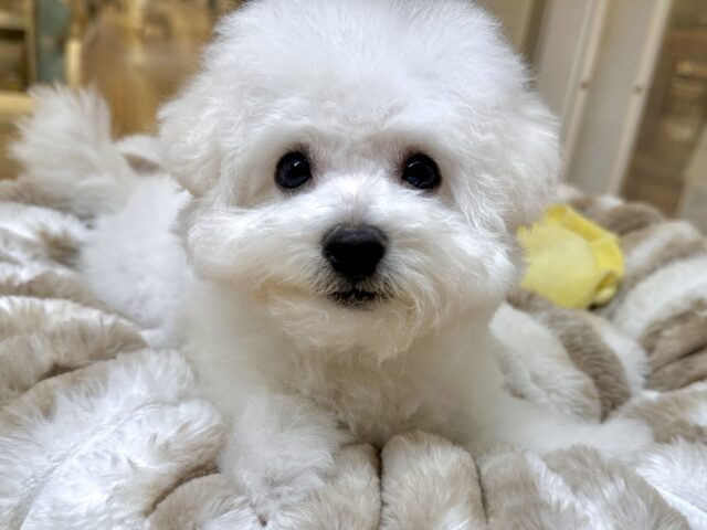 ふわふわ綿あめビションフリーゼちゃん🤍