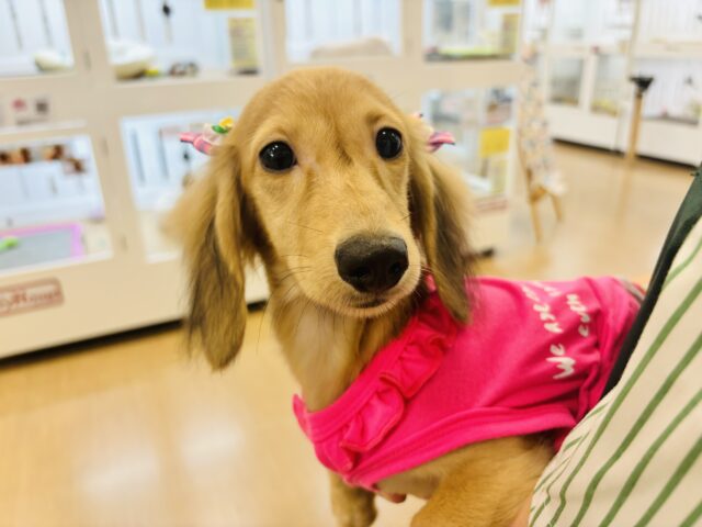 カニンヘンダックス