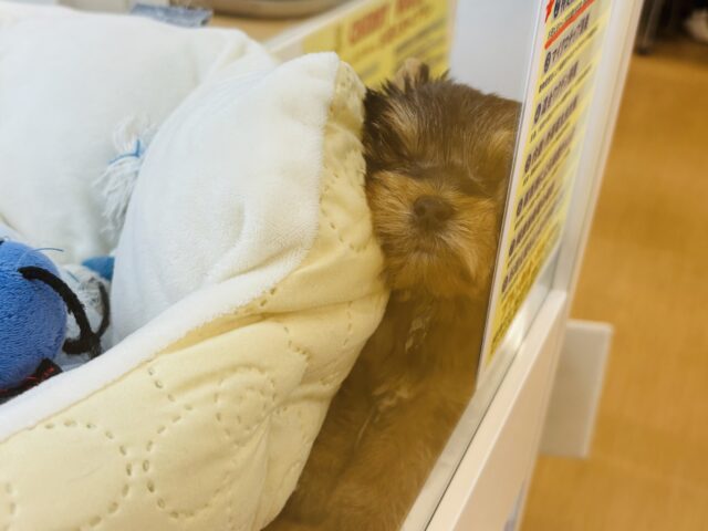 ヨークシャテリア