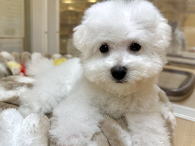 ビションフリーゼ