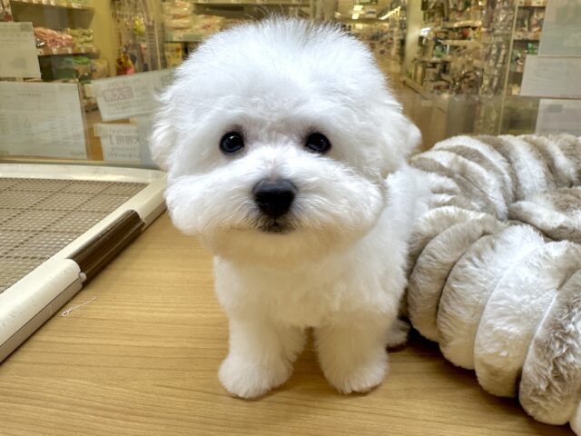 ビションフリーゼ