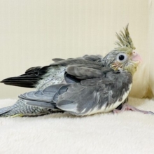 甘々な表情がラブリーすぎる︎💕︎オカメインコ（ノーマル）ヒナ