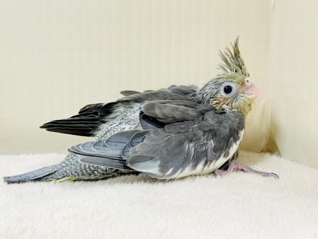 甘々な表情がラブリーすぎる︎💕︎オカメインコ（ノーマル）ヒナ
