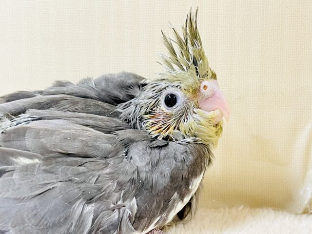 オカメインコ