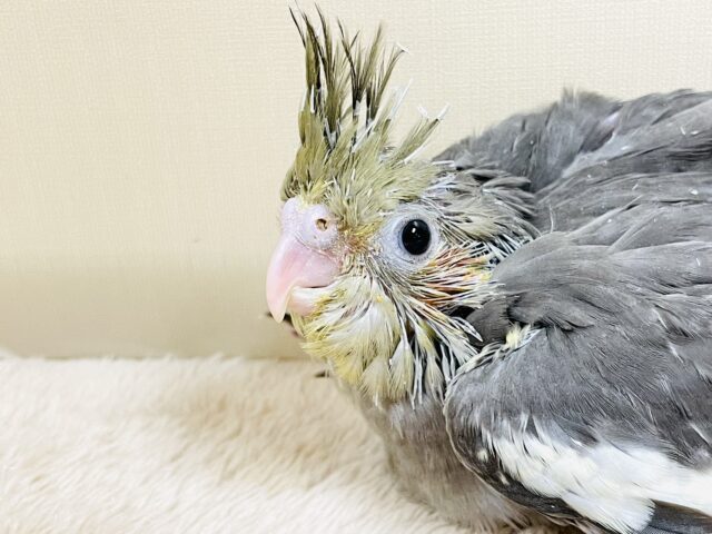 オカメインコ