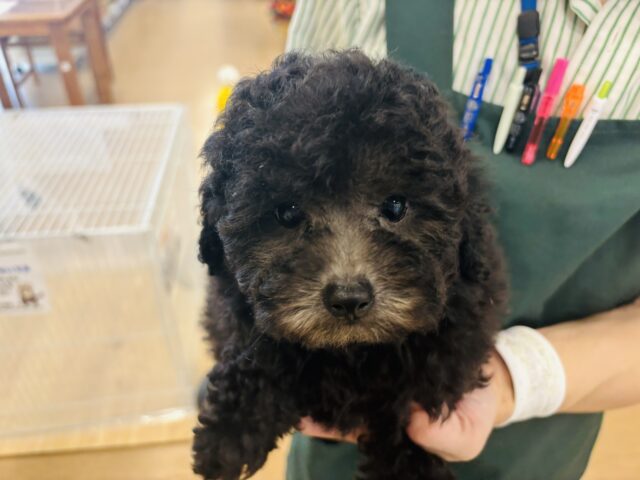 トイプードル