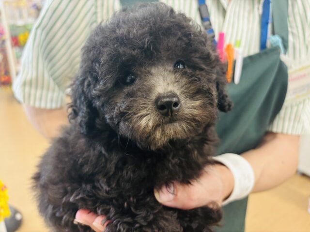 トイプードル