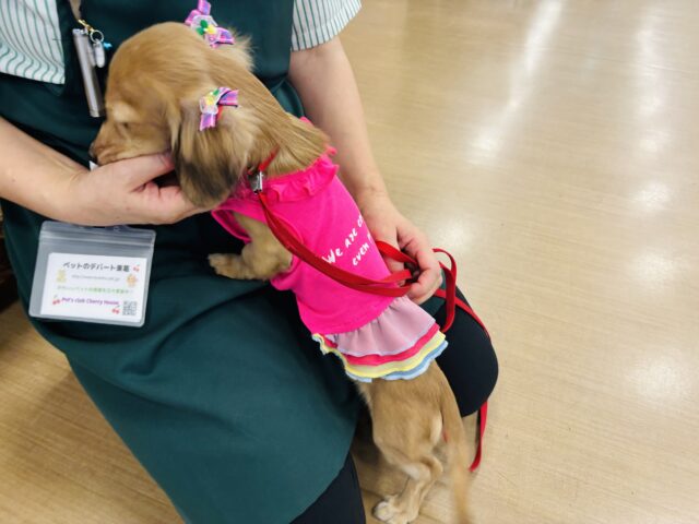 カニンヘンダックス