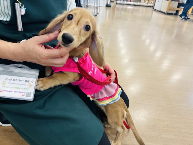 カニンヘンダックス