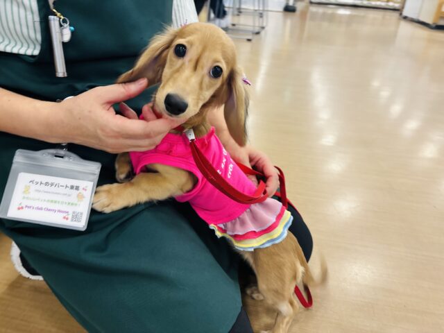 カニンヘンダックス