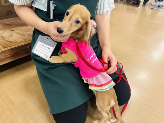 カニンヘンダックス