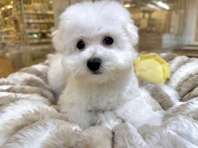 ビションフリーゼ