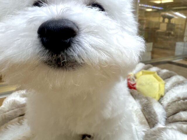 ビションフリーゼ