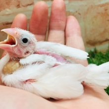 かわいい白文鳥さんがやって来ましたよ～🎵