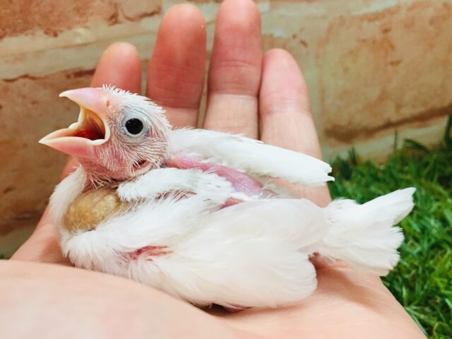 かわいい白文鳥さんがやって来ましたよ～🎵