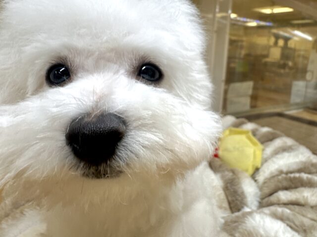 ビションフリーゼ