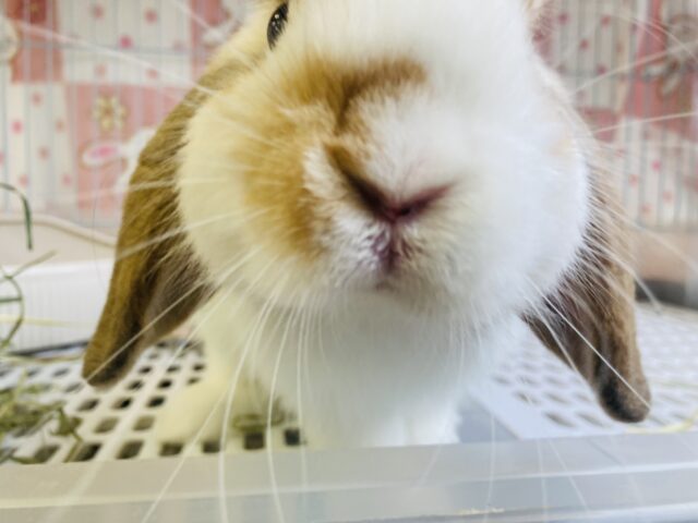 ロップイヤーラビット