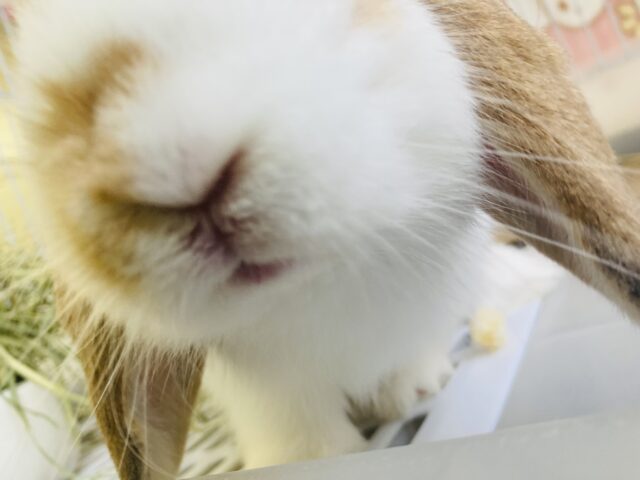 ロップイヤーラビット