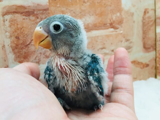 ボタンインコ