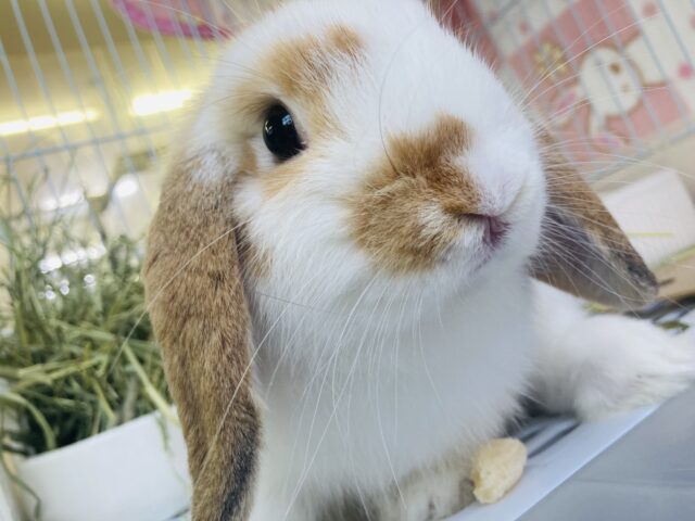 ロップイヤーラビット