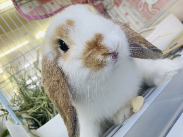 ロップイヤーラビット