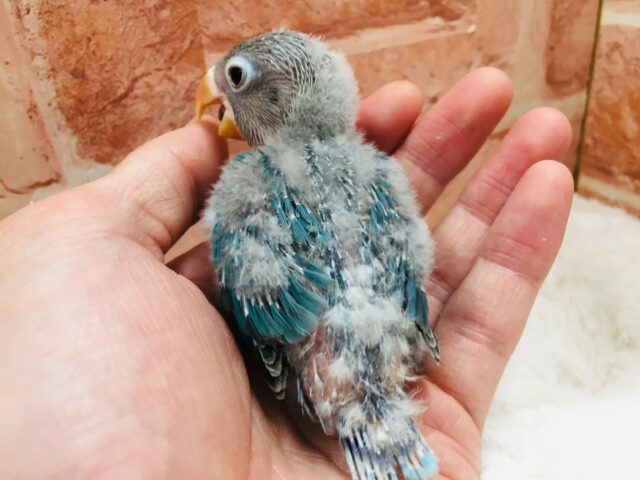 ボタンインコ