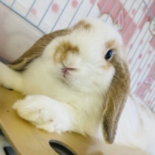 最新画像＆動画更新🆙ぎゅ~~っとしたいᰔᩚ🥕ぬいぐるみのようにかわいいロップイヤーラビットさん🐇🫧