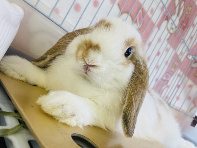 最新画像＆動画更新🆙ぎゅ~~っとしたいᰔᩚ🥕ぬいぐるみのようにかわいいロップイヤーラビットさん🐇🫧