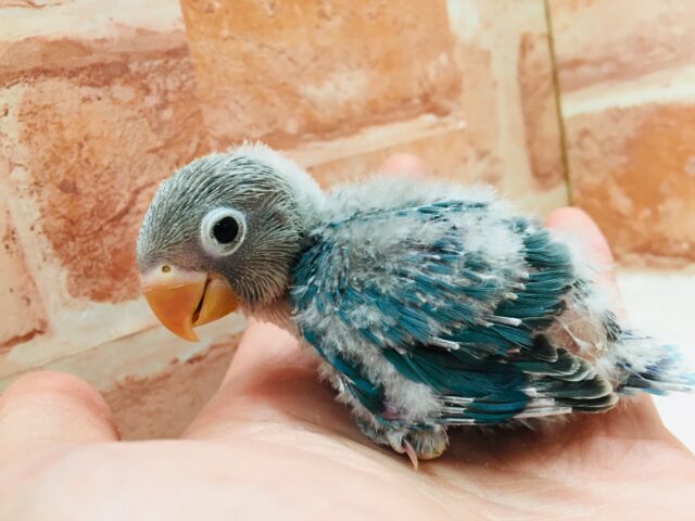 ボタンインコ