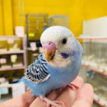 だれにも止められない活発セキセイちゃん🔥🔥　セキセイインコ（オパーリン）
