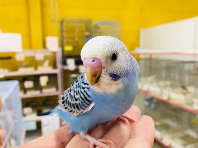 だれにも止められない活発セキセイちゃん🔥🔥　セキセイインコ（オパーリン）