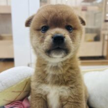 可愛すぎる耳垂れ！？柴犬くん！