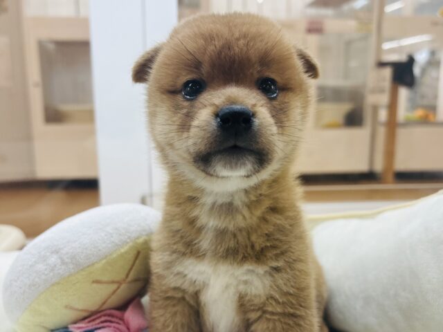 可愛すぎる耳垂れ！？柴犬くん！