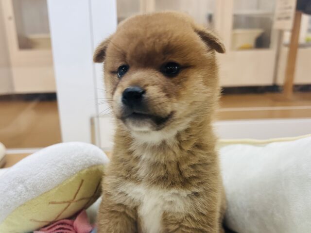柴犬