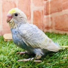 レインボー系のセキセイちゃんがやってきましたよ～🌈🌈　セキセイインコ