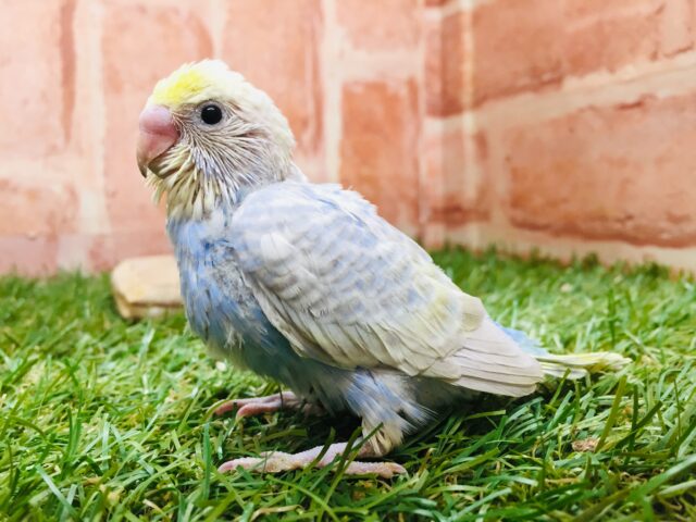 レインボー系のセキセイちゃんがやってきましたよ～🌈🌈　セキセイインコ