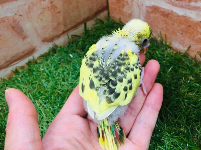 セキセイインコ
