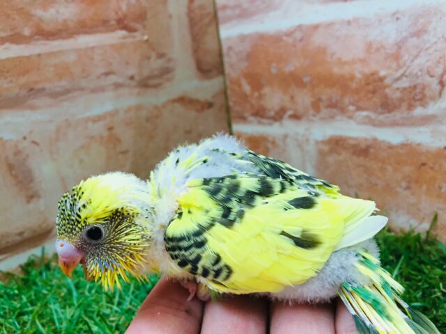 セキセイインコ