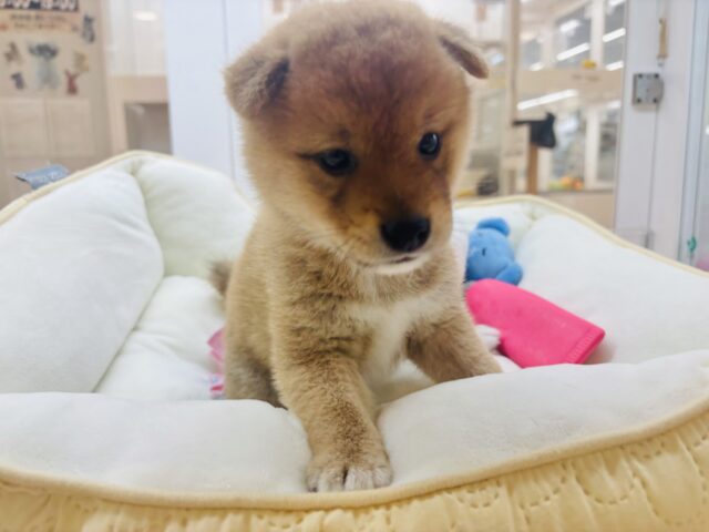 柴犬