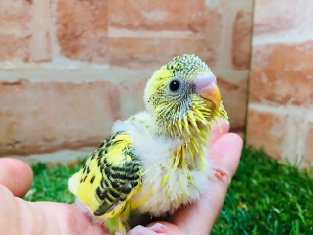 セキセイインコ