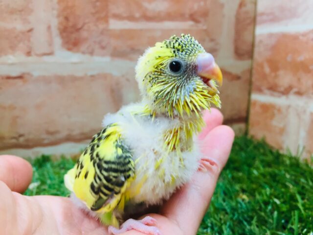 セキセイインコ