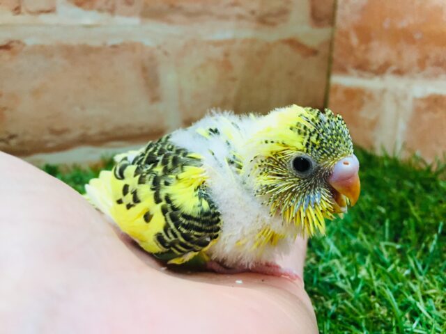 セキセイインコ