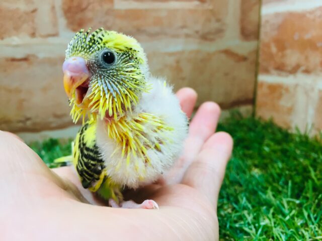 セキセイインコ