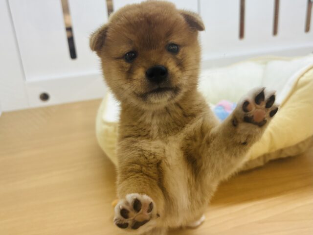 可愛すぎる耳垂れ!?柴犬くん! 柴犬