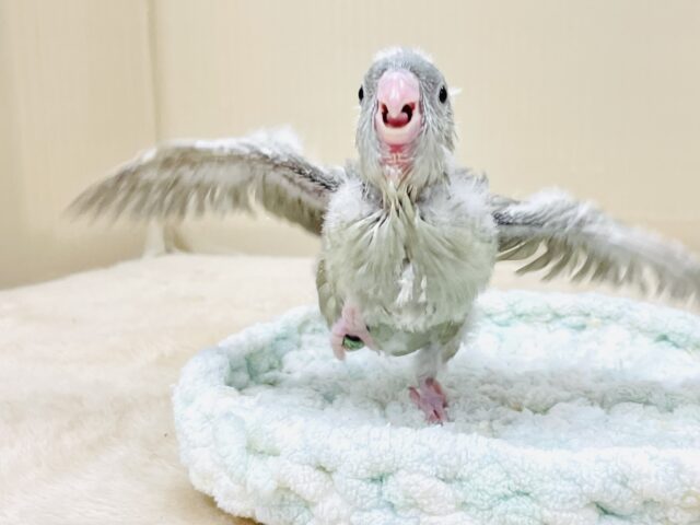 サザナミインコ