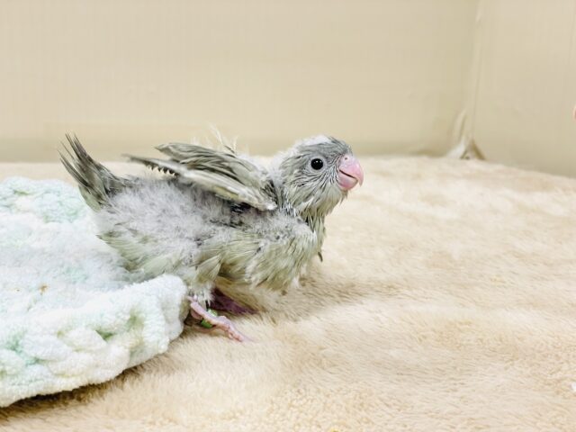 サザナミインコ